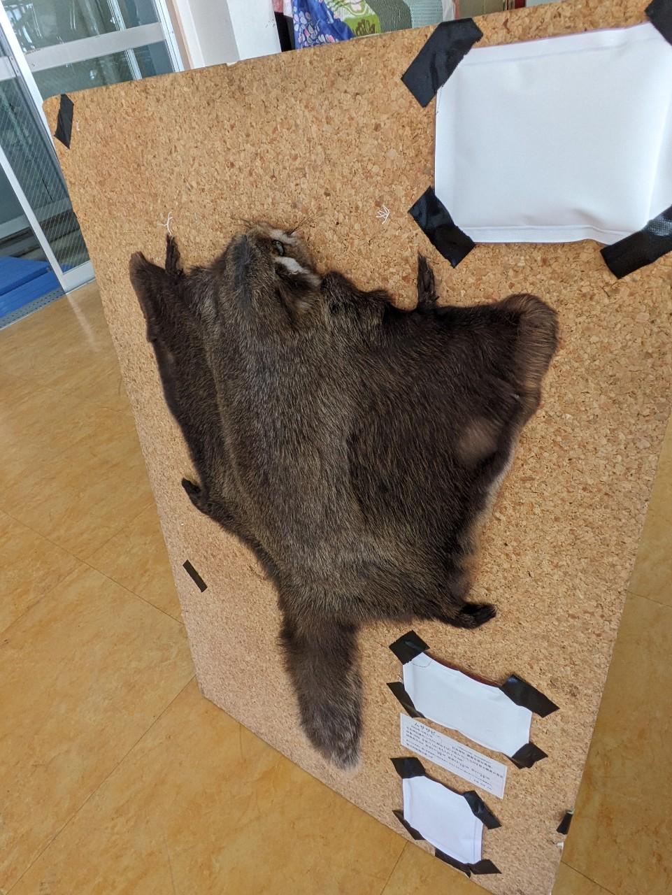ムササビを救う冒険①